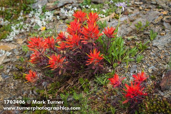 Cliff Paintbrush
