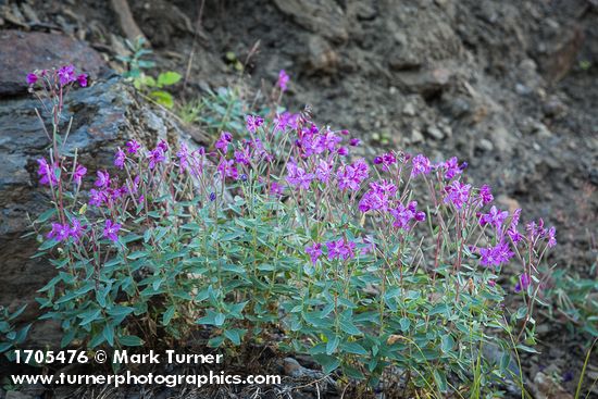 Red Willowherb