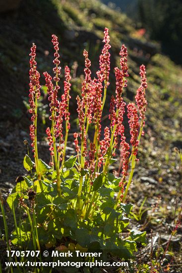 Mountain Sorrel