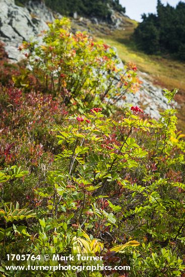 Sitka Mountain Ash