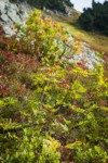 Sitka Mountain Ash