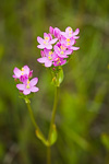 Centaurium erythraea