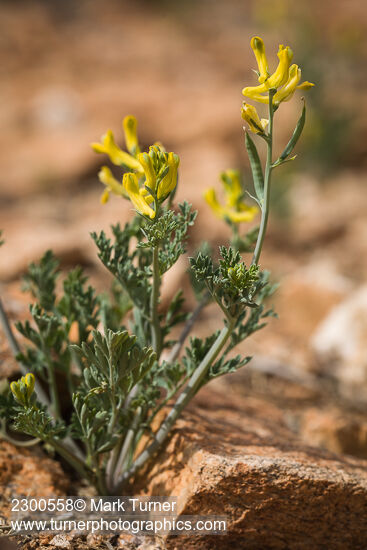 Corydalis aurea