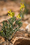 Corydalis aurea
