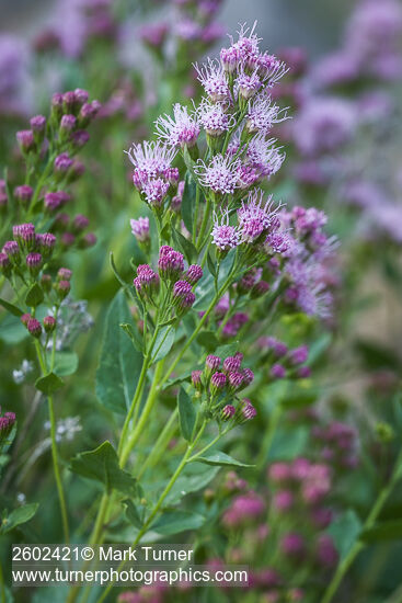 Ageratina occidentalis