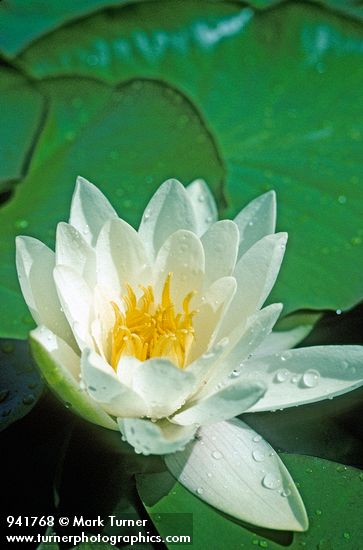 Nymphaea odorata