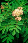 Sorbus sitchensis