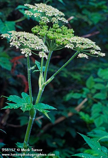 Heracleum maximum