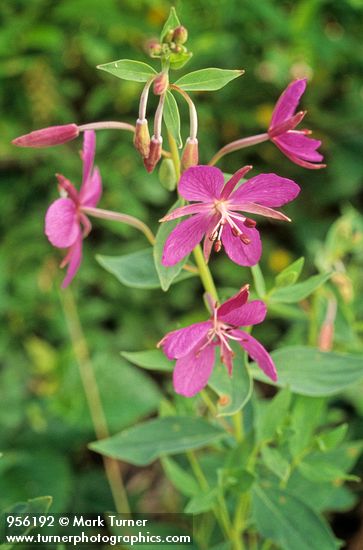 Chamaenerion latifolium