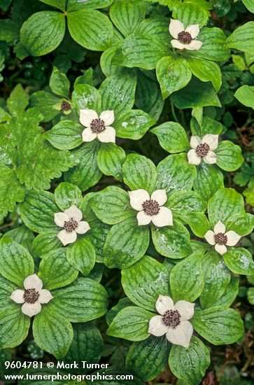 Cornus unalaschkensis