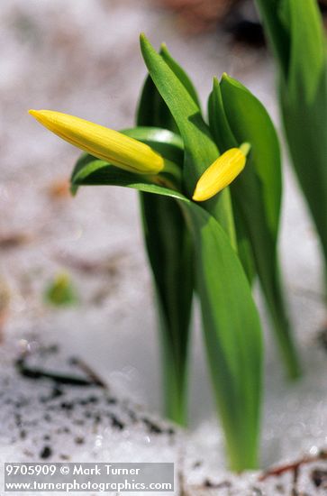 Erythronium grandiflorum