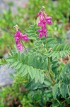 Hedysarum occidentale