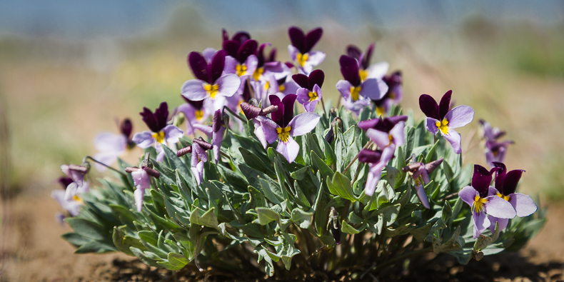 Viola trinervata