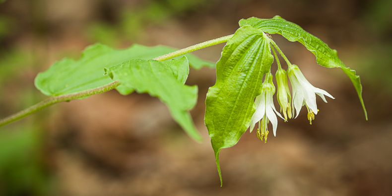 Prosartes hookeri